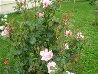 e37385db-Picture 187.jpg